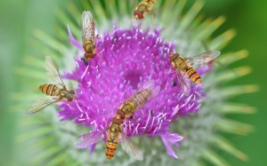 Cirsium and the Syrphidae          